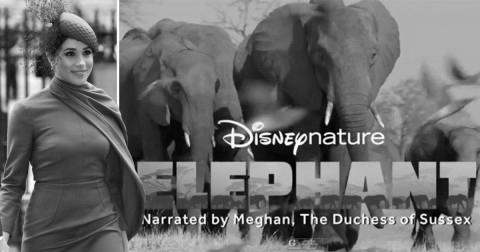 Duchess Of Sussex Meghan Markle, To Feature In Disney Documentary On Elephants photo 0